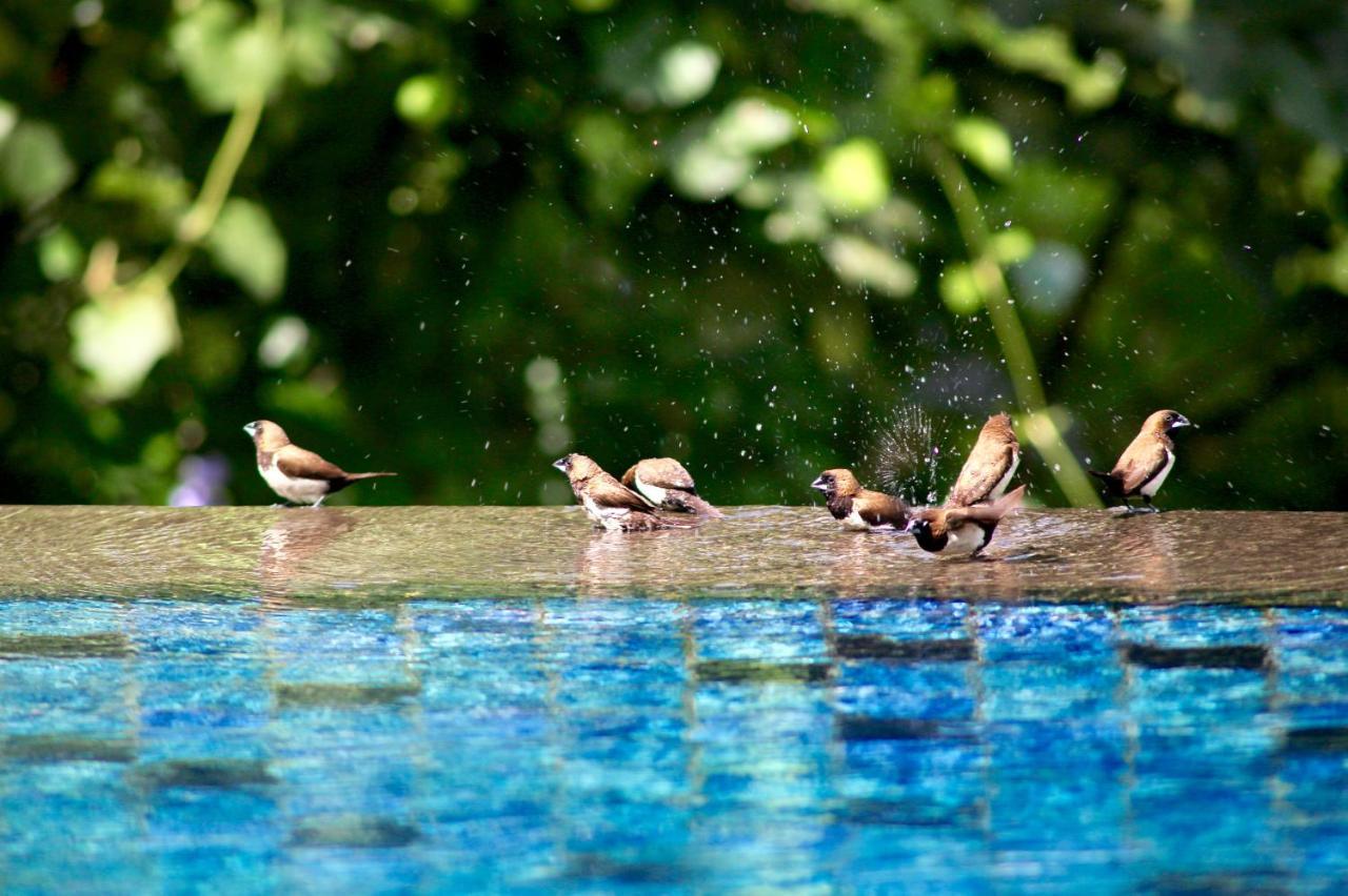 The Manipura Luxury Estate And Spa Up To 18 Person, Fully Serviced أوبود المظهر الخارجي الصورة